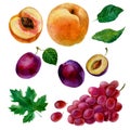 Watercolor illustration, set of watercolor fruit, parts and leaves, peach, plum and grapes