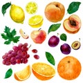 Watercolor illustration, set of watercolor fruit, parts and leaves, peach, plum, lemon, orange, apple and grapes.