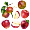 Watercolor illustration, set. Watercolor red apple, an apple with a leaf, a red-green apple, a pink apple, two apples on a branch Royalty Free Stock Photo