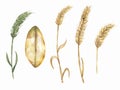 Watercolor illustration set of wheat. Bunch of wheat ears, dried whole grains. Cereals harvest, agriculture, organic farming, Royalty Free Stock Photo