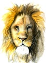 Watercolor illustration of shaggy lion head