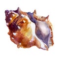 Watercolor illustration. Shell. Summer sea image