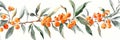 watercolor illustration showcasing the botanical seabuckthorn plant