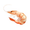 Watercolor illustration of shrimp isolated on white background Royalty Free Stock Photo