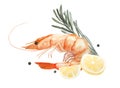 Watercolor illustration of shrimp with lemon and rosemary and peppercorns isolated on white background Royalty Free Stock Photo