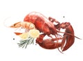 Watercolor illustration of shrimp, lobster with lemon and rosemary and peppercorns isolated on white background Royalty Free Stock Photo