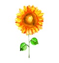 Watercolor illustration of single isolated sunflower. Royalty Free Stock Photo