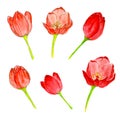Watercolor illustration. Six red tulips on a white background.