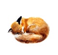 Watercolor illustration of a sleeping fox on the white background.Hand drawn Sketch Cute Watercolor Fox illustration.Wildlife art Royalty Free Stock Photo