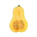 Watercolor illustration with slice of butternut squash isolated on white background.