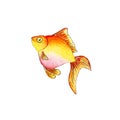 Watercolor illustration of a small goldfish with a pink belly.