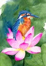 Watercolor illustration of a small kingfisher bird with turquoise feathers