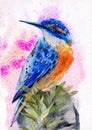 Watercolor illustration of a small turquoise and yellow kingfisher Royalty Free Stock Photo