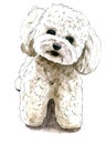 Watercolor illustration of a small white dog