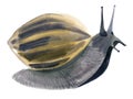 Watercolor illustration of snail in white background. Royalty Free Stock Photo