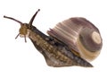 Watercolor illustration of snail in white background. Royalty Free Stock Photo