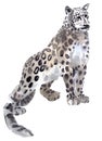 Watercolor illustration of a snow leopard in white background.