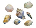 Watercolor illustration of species of shells of Mediterranean Sea and black seas: rapana shell, scallop, conus magus, scapharca