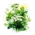 Watercolor illustration of Spices. bunch of parsley with parsley flowers,ai generated