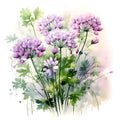 Watercolor illustration of Spices. bunch of parsley with parsley flowers.ai generated