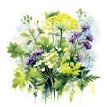 Watercolor illustration of Spices. bunch of parsley with parsley flowers.ai generated