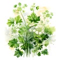 Watercolor illustration of Spices. bunch of parsley with parsley flowers.ai generated