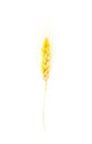 Watercolor illustration of a spikelet of wheat.Isolated on white background