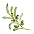 Watercolor illustration of a sprig of green olive. Figure. Botanical illustration.