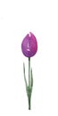 watercolor illustration of a spring delicate, lilac flower tulip