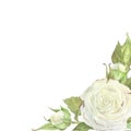 Watercolor illustration. Square blank for text with a corner decorated with white roses and leaves.Place for inscription