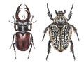 Insects. Stag, goliath beetle. Watercolor illustration. Hand drawn. Closeup. Template.