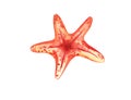 Watercolor illustration, starfish, red, bright, orange. isolated element Royalty Free Stock Photo