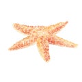 Watercolor illustration of starfish