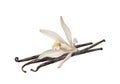 Watercolor illustration of sticks and vanilla flower isolated on white background. Royalty Free Stock Photo