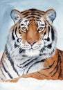 Watercolor illustration of a striped black and red tiger