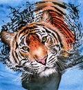 Watercolor illustration of a striped tiger swimming in the water