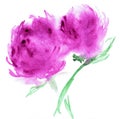 Watercolor illustration of stylized Astra flower. Color illustration of flowers in watercolor paintings.