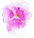 Watercolor illustration of stylized Pansy flower. Color illustration of flowers in watercolor paintings.