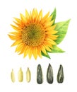 Watercolor illustration of sunflower with leaves and seeds isolated on white background