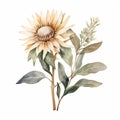 Pastel Beige Sunflower Watercolor Illustration On White Background