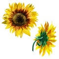 Watercolor illustration. Sunflowers. Front and back view