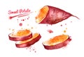 Watercolor illustration of sweet potato Royalty Free Stock Photo