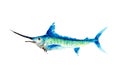 watercolor illustration of a swordfish.