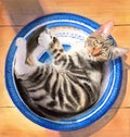 Watercolor illustration of a tabby cat with yellow eyes lying on a white and blue dish Royalty Free Stock Photo