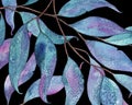 Watercolor illustration with tangled eucalyptus leaves on black