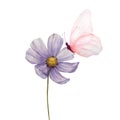 Watercolor illustration of tender pink butterfly on cosmos flower