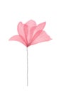 watercolor illustration with texture, delicate, light, pink single flower on a thin stalk Royalty Free Stock Photo