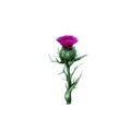 Watercolor illustration of thistle herbal plant