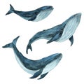 Watercolor illustration with three blue whales, isolate on a white background. Watercolor illustration in marine style. Royalty Free Stock Photo