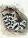 Watercolor illustration of three cute fluffy raccoons